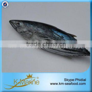 Frozen Live Fish Frozen Skipjack Tuna