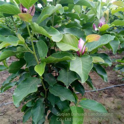 Prices of Magnolia Liliflora With Ground Diameters of 15 Cm, 18 Cm, and 12 cm in 2020. Cheap and Guaranteed Survival Rate. photo-4