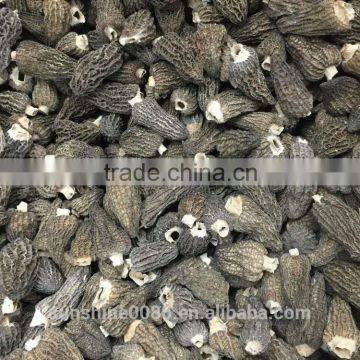 New Crop High Quality in season Cultivating morel mushrooms morchella