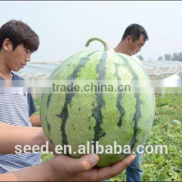 No.63 High Round Hybrid Watermelon Seeds for sale