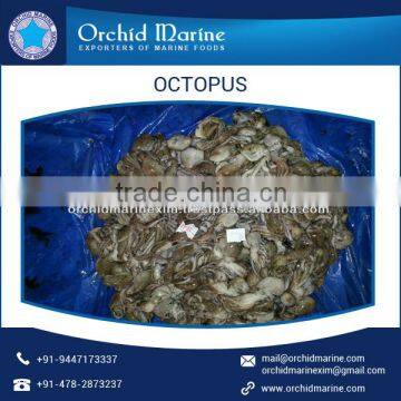 Frozen Baby Octopus (Octopus Ocellated) for Sale photo-3