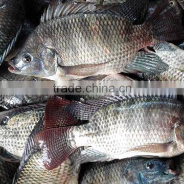 Frozen Tilapia Fish