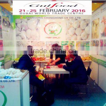 Hot Sale Best Quality Fresh Ginger photo-2