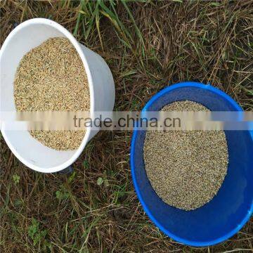 Ukraine Barley ,barley Seeds Animal Seeds Can Makes Animal Grow up Healthy photo-2