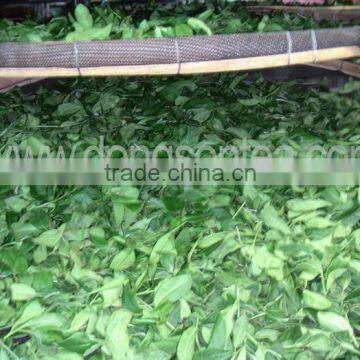 Vietnamese High Quality GREEN TEA photo-3