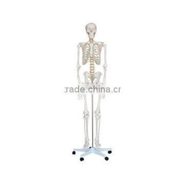 Life-Size Skeleton 170cm Tall