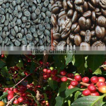 Arabica coffee bean