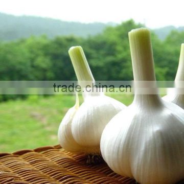 Fresh Garlic White color China origin