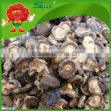 Wholesale shiitake mushroom ready for export