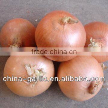 Fresh Onion Supplier in low price