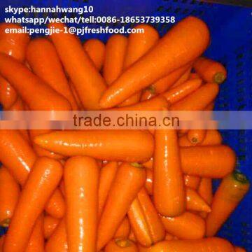 new crop fresh carrot