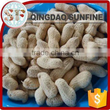 Jumbo raw green roasted peanuts in shell for sale