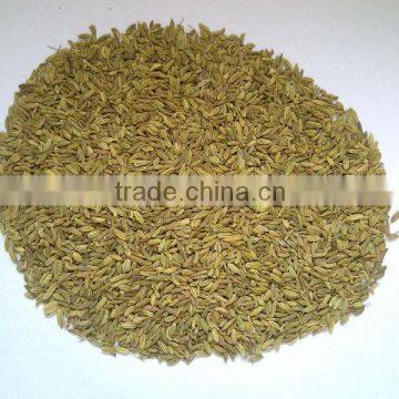 Fennel Seeds