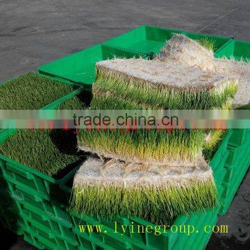 hydroponic fresh wheatgrass growing system cabbage Fodder Machine/Green Barley Fodder Machine/green fodder making machine