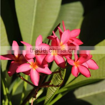 Natural outdoor plants Plumeria rubra red flower