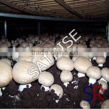 how to grow button mushrooms on rack