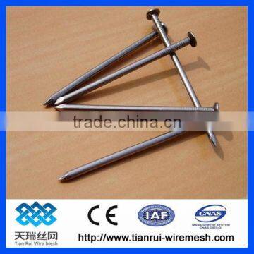Common Nail/polished Nail/galvanized Nail photo-4