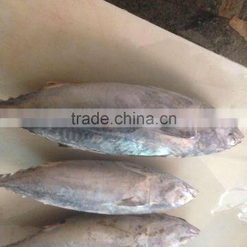Bonito Tuna photo-5