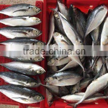 HORSE MACKEREL/ HARDTAIL SCAD/ HARD TAIL SCAD photo-5