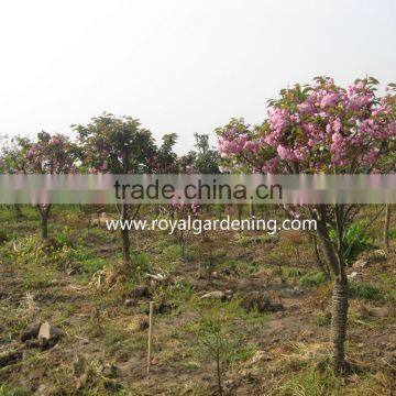 Prunus Serrulata Landscaping Trees photo-2