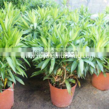 Dracaena Reflexa Ornamental Plants photo-3