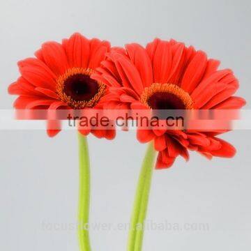 High Quality Flower Fresh Cut Decorative Flowers Gerbera Flower From Yunnan