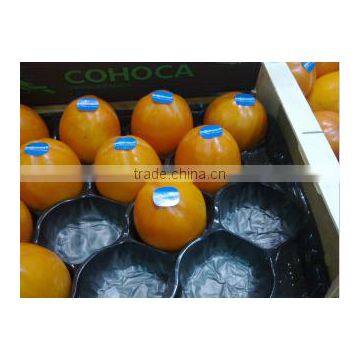 Small PP Tray With Nest Hole photo-3