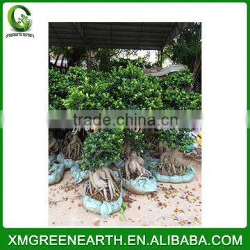 Ginseng Ficus 5kg