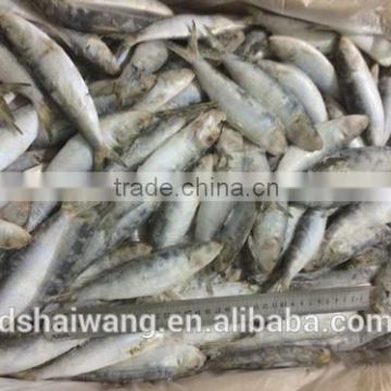 Frozen WR Sardinella lemuru