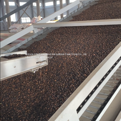 100% Organic Supreme Quality Camellia Seed Oil Extracted by CO2 (Edible/Cosmetic) photo-5