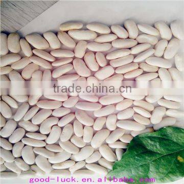 2104 white kidney beans (heilongjiang)