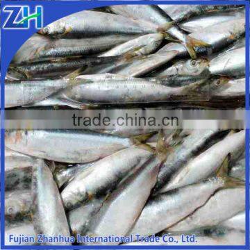 frozen small size Sardinella for canned,baits