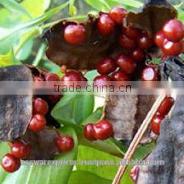 Gloriosa Superba Seeds Herbal Ayurvedic medicinal use