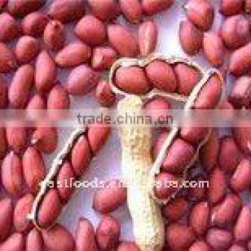 Red Skin Peanuts