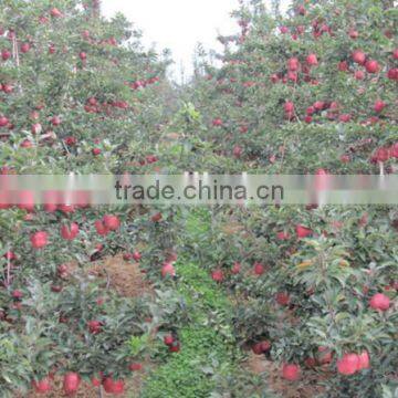 Huaniu Apple photo-6