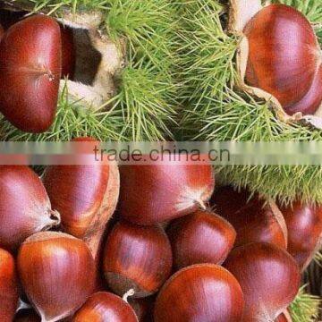 2014 China Chestnut for Sale ( low price)