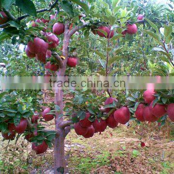 Red Delicious Apple Huaniu Apple Fresh Red Delicious Apple photo-6