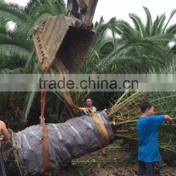 Phoenix Canariensis
