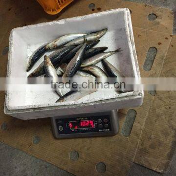 Whole Round Frozen Sardine Sardinops Sagax With Good Quality