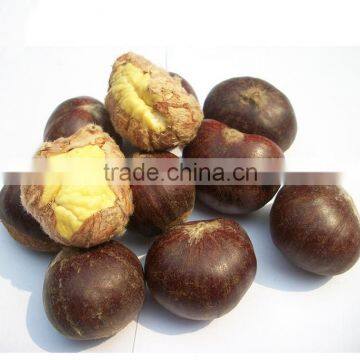 2015 New Raw Fresh Chestnuts photo-3