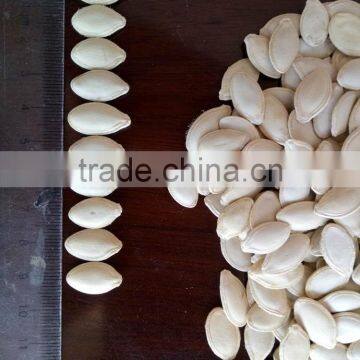 Price of 2015 Pumpkin Seeds 9-11mm photo-6