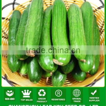 MCU16 ZG no.1 Parthenocarpy fruit cucumber hybrid seeds for sale