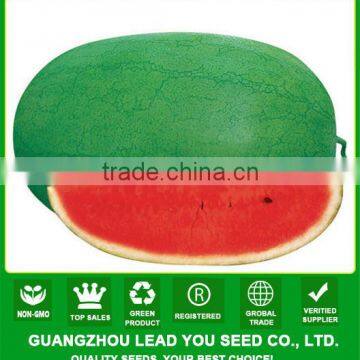 W04 Xinhongbao mid maturity chinese f1 watermelon seeds