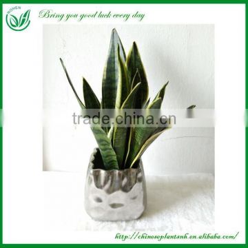 Indor Sansevieria Trifasciata Laurentii