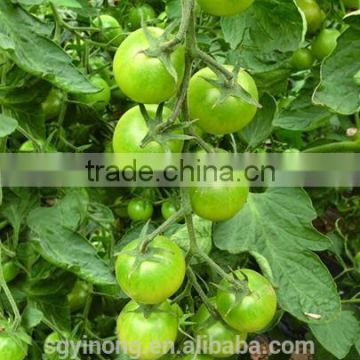 Good taste and strong growth small green tomato seeds Green pearl F1