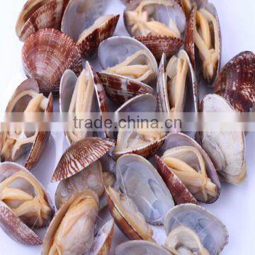 SANDS OUT CLAM MEAT FROM TAIHUA CHINA photo-2