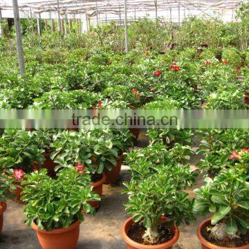 Adenium Obesum ( Desert Rose) photo-3