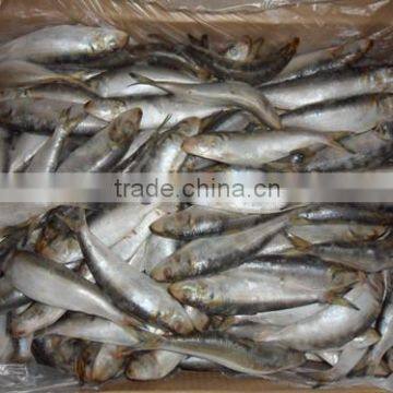 150-190 pcs Sardine small size for canning