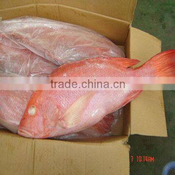 Frozen Red Snapper