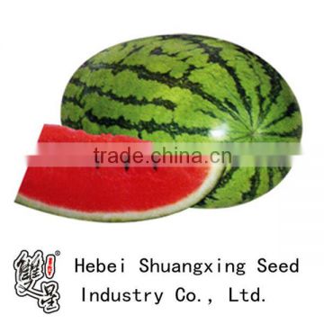 Overlord hybrid Long oval shape middle mature watermelon seeds